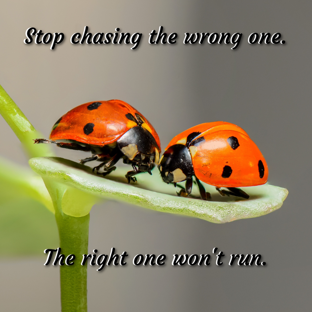 stop_chasing_the_wrong_one Quote Card